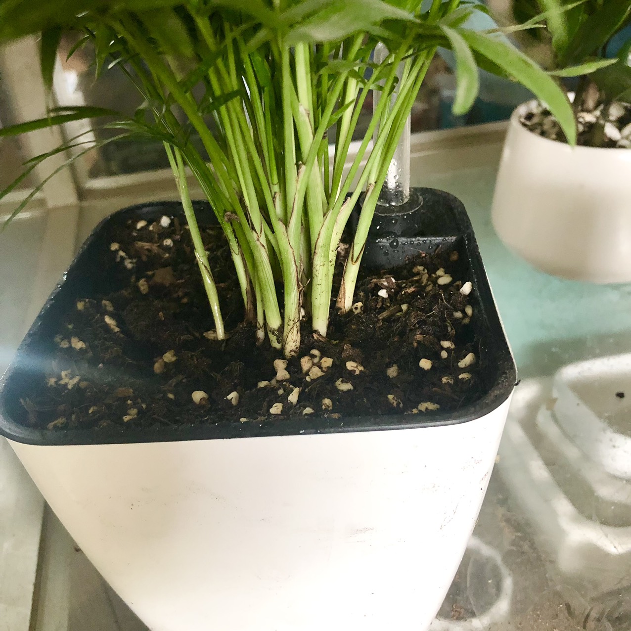 Đất sạch trồng cây cảnh để bàn, giàu dinh dưỡng, thoát nước tốt - Đất Trồng cây phong thủy: kim tiền, ngọc ngân, phú quý, lưỡi hỏ, trầu bà, lan ý, kim ngân, vạn lộc, hạnh phúc..