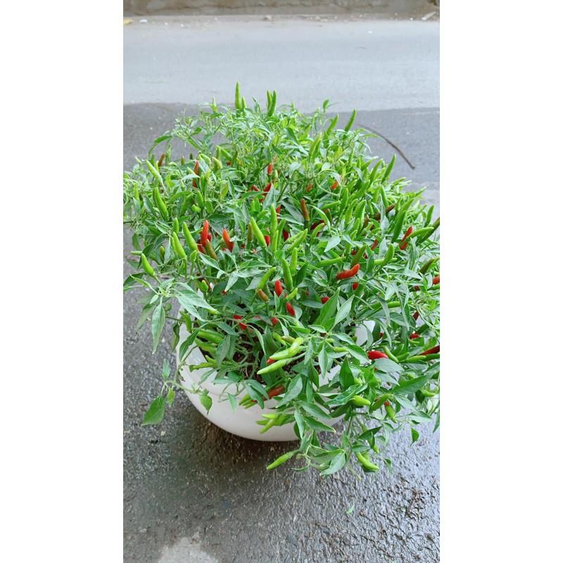Chậu Cây Ớt Hiểm