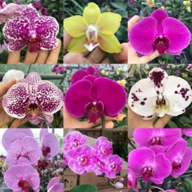 Hô điệp sẵn ngồng nụ cho hoa tết