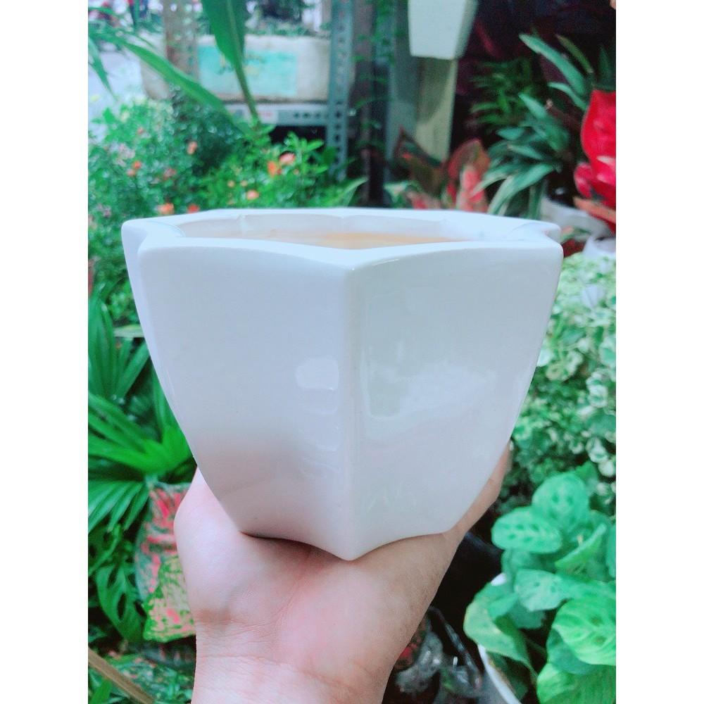 Cây Hồng Môn Kèm Chậu Sứ