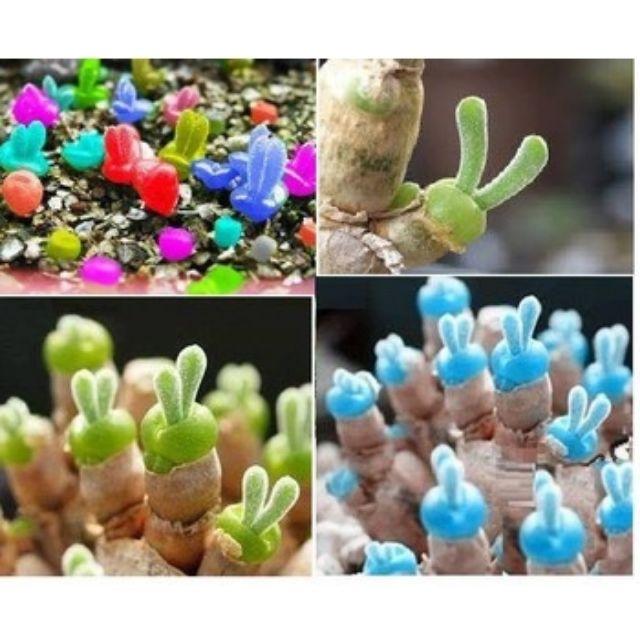 233A Hạt giống cây tai thỏ mix màu 20 hạt
