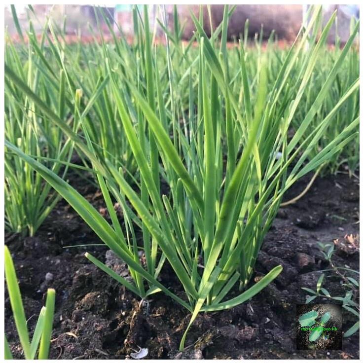 Hạt giống hẹ lá Rado, đóng gói 1gr