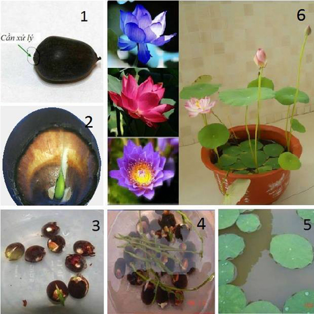 Combo 10 Hạt Giống Hoa Sen Nhật Mini Mix Nhiều Màu - RH009