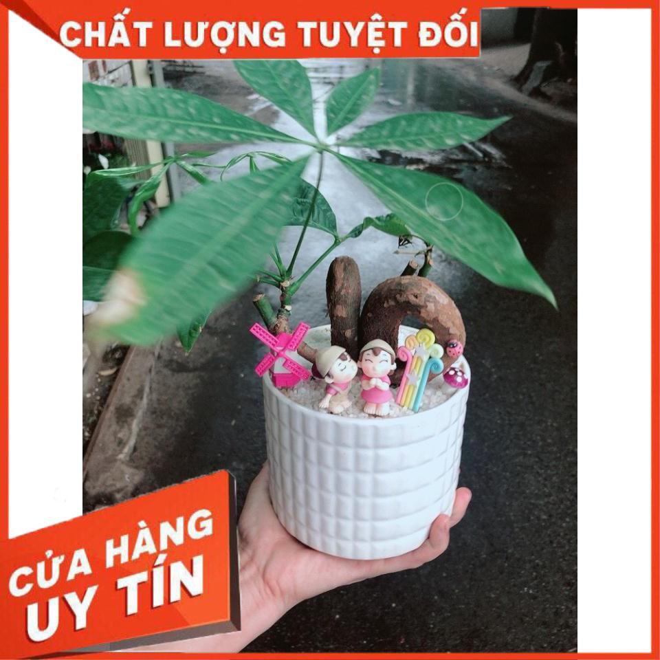 Chậu kim ngân nơ tiểu cảnh Nhiều Người Mua