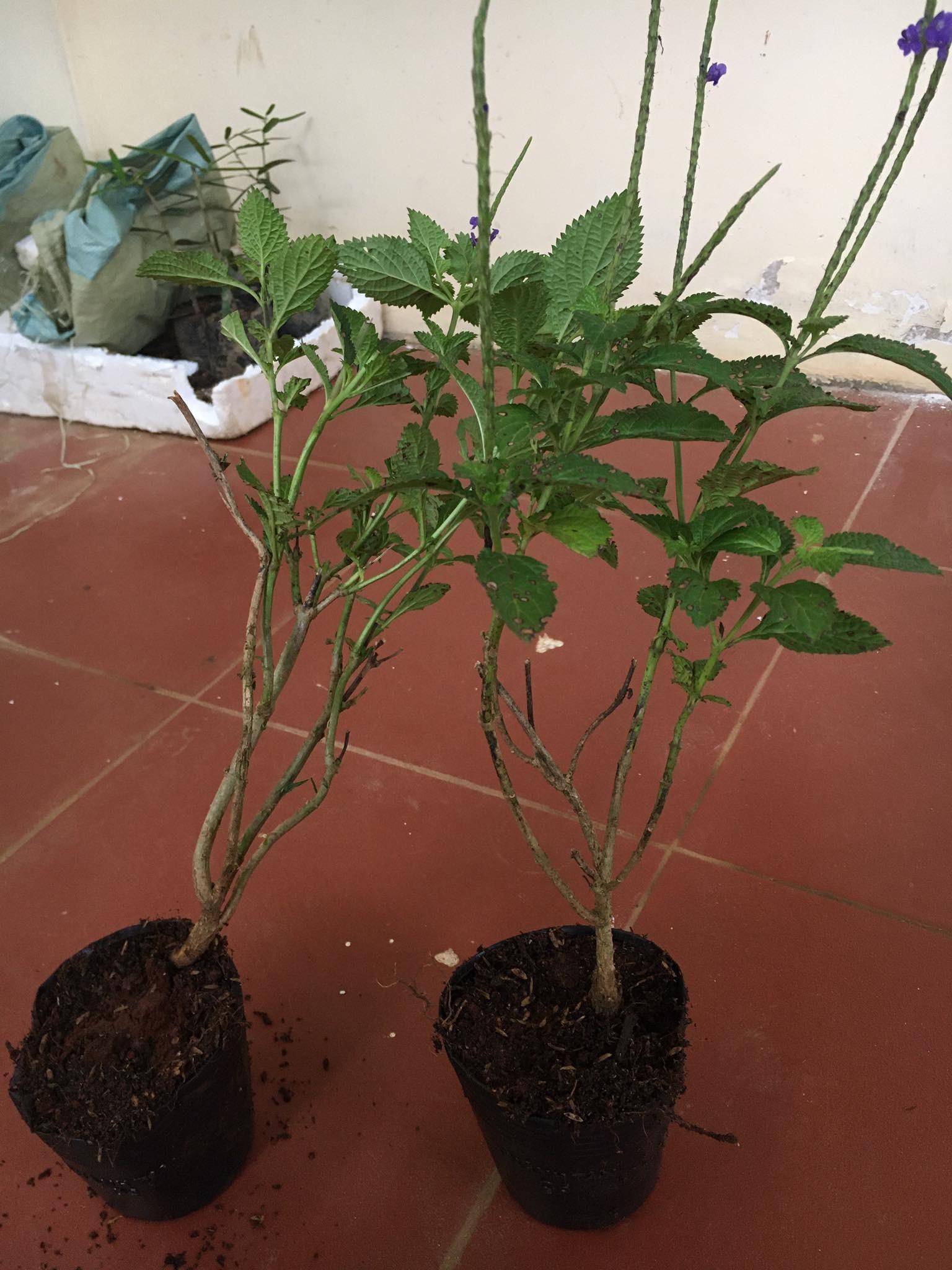 CHUẨN Cây giống Đuôi Chuột