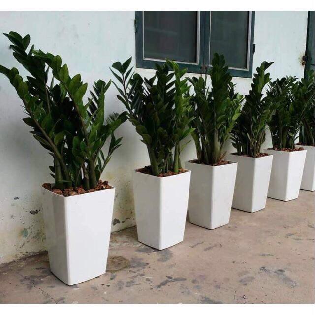 Chậu nhựa trồng cây hoa, cây giả cao cấp cao 40cm, 30cm, 20cm hình tròn, hình vuông