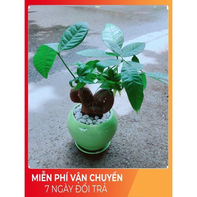 Chậu Kim Ngân Nơ