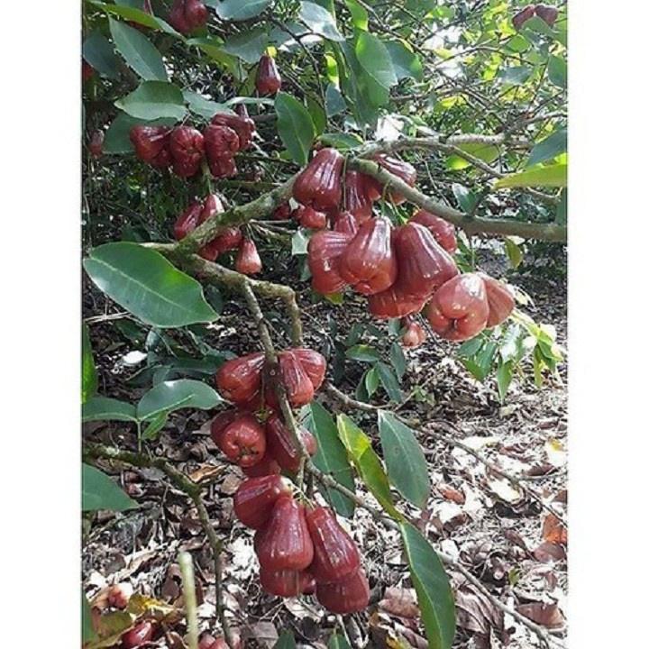 CÂY GIỐNG ROI ĐỎ THÁI LAN SIÊU NGON SIÊU QUẢ- CAM KÊT GIỐNG CHUẨN F1