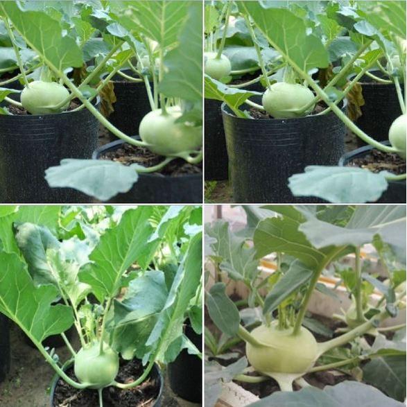 Combo 2 gói hạt giống su hào tím và 1 gói su hào xanh-gói 20 hạt/tặng kèm gói phân bón lót