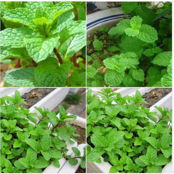Hạt giống Húng bạc hà – 0.1Gram/gói