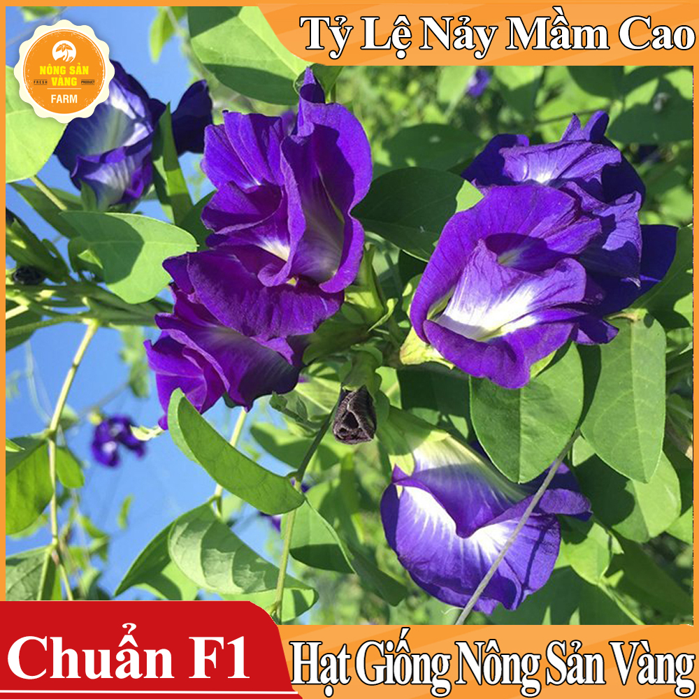 Hạt giống Hoa Đậu Biếc Đơn - Nông Sản Vàng