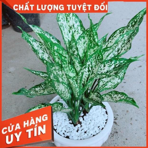Chậu Ngọc Ngân