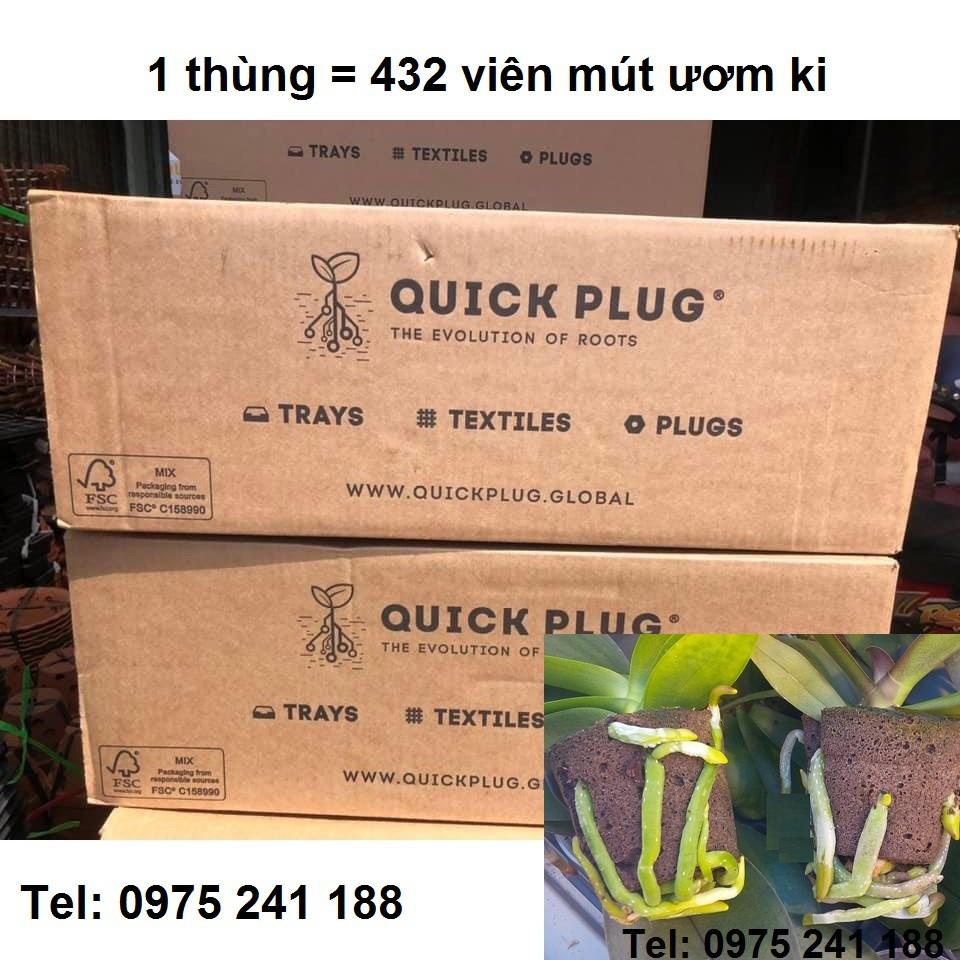 144 mút ươm ki Hà Lan