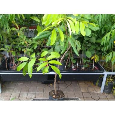 CÂY GIỐNG NHÃN IDO