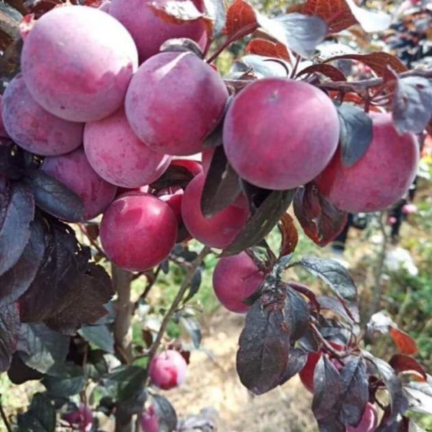 Sản phẩm CÂY GIỐNG MẬN ĐỎ MỸ
