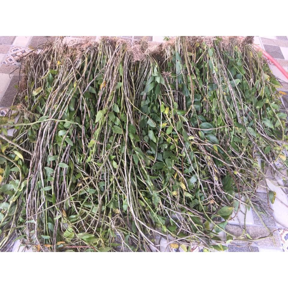 lan hạc vỹ 100g (đã xuống đã để ra hoa) hoa rất đẹp