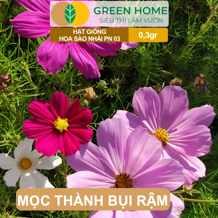Hạt Giống Hoa Sao Nhái Mix GreenHome, Gói 0,3g, Sai Hoa, Màu Rực Rỡ, Dễ Trồng Quanh Năm H13