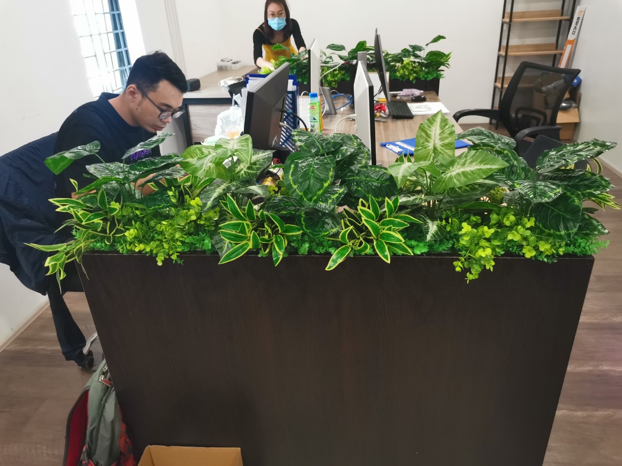 Combo cây trang trí văn phòng - Mẫu chậu cây trang trí văn phòng