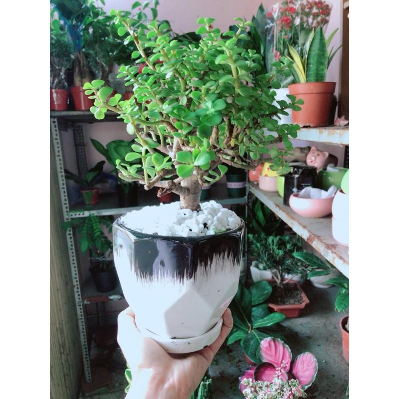 Chậu Cây Cành Vàng Lá Ngọc