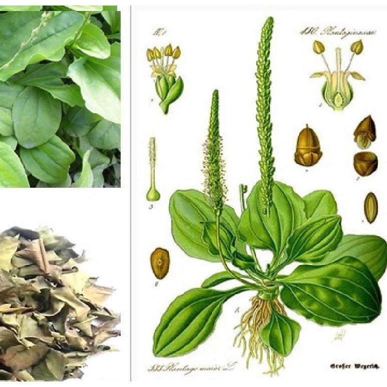 Hạt giống rau mã đề KNS3104 - Gói 1gram