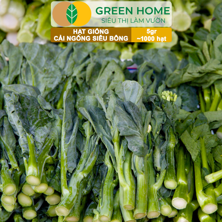 Hạt Giống Cải Ngồng Siêu Bông Huge GreenHome, Gói 5gr~1000 hạt, Dễ Trồng Quanh Năm, Thân Mập R25