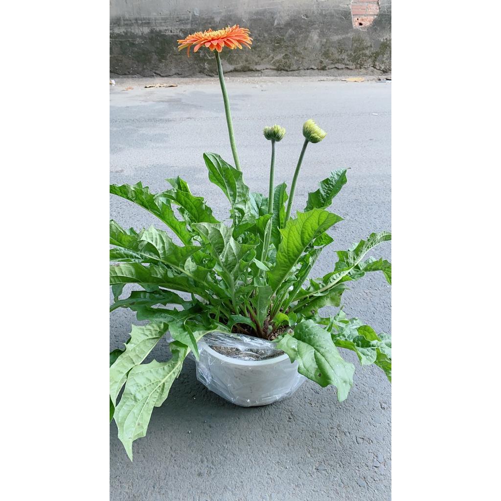 Cây Hoa Đồng Tiền Size Lớn