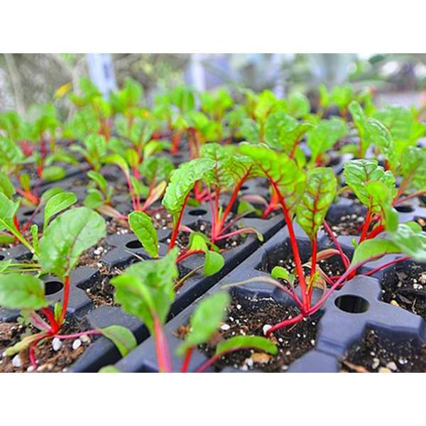 Hạt giống cải cầu vồng