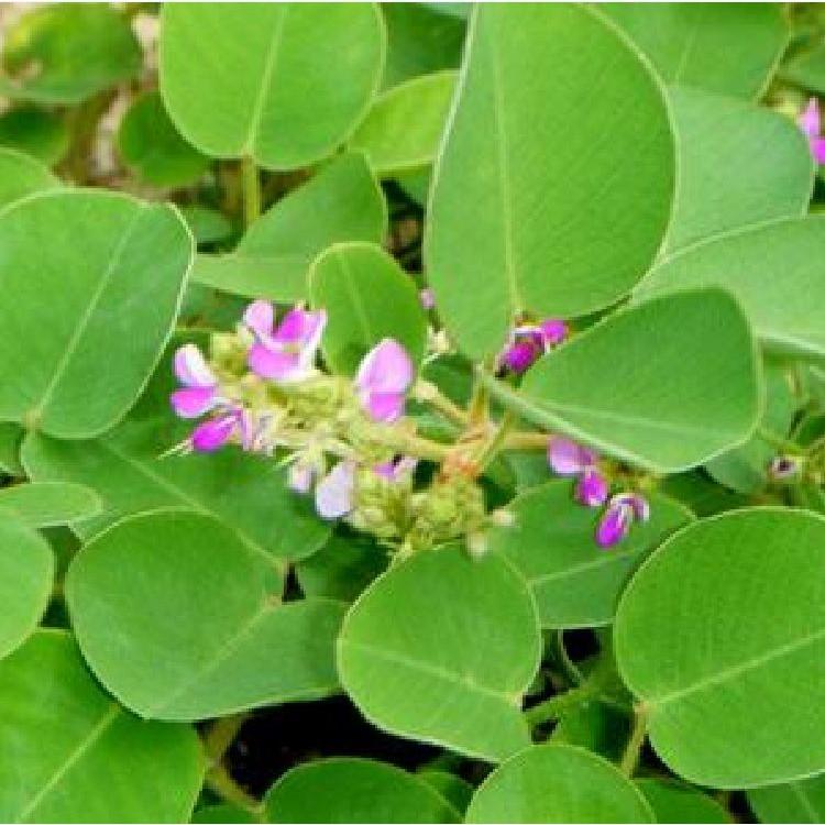 Hạt giống Kim tiền thảo 50 hạt/gói