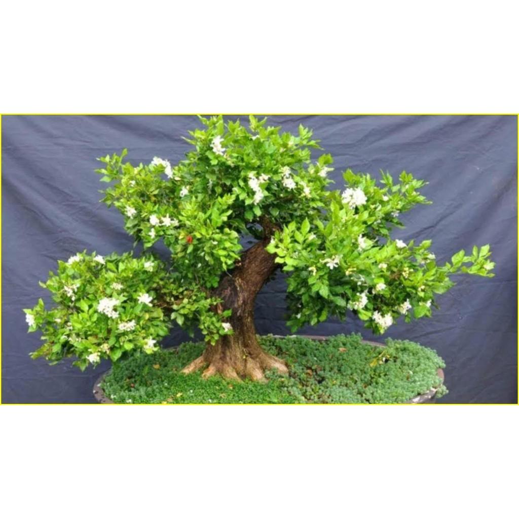 COMBO 03 CÂY NGUYỆT QUẾ CÂY - CÂY BONSAI - CÂY GIỐNG NGUYÊN BẦU TO KHỎE