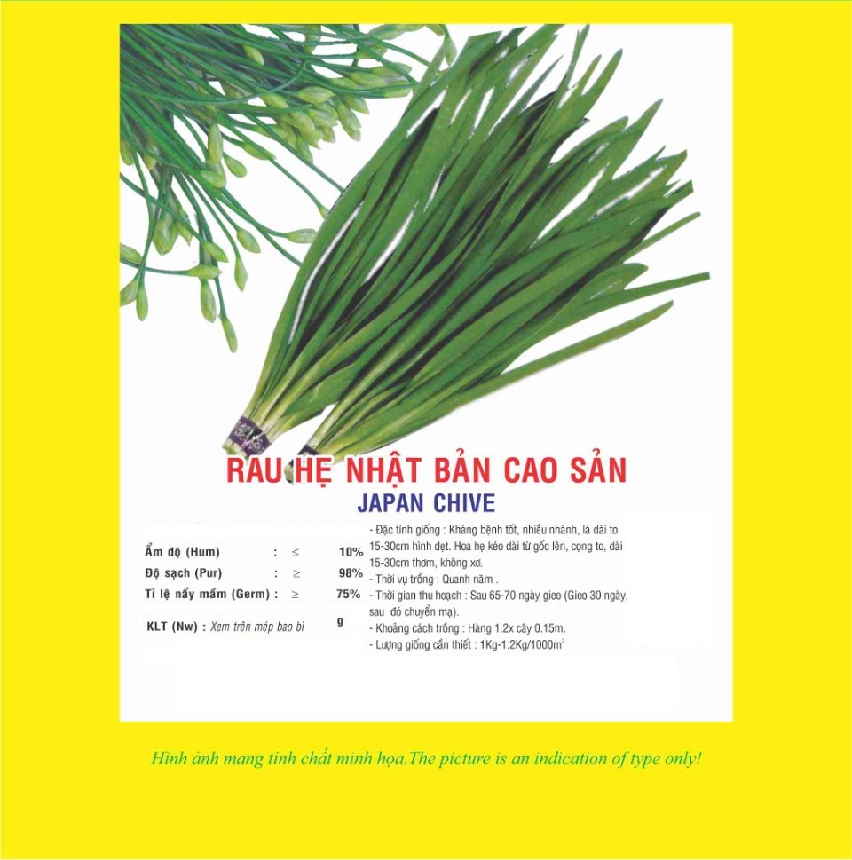 Hạt giống hẹ Nhật Bản cao sản năng suất cao VTP32