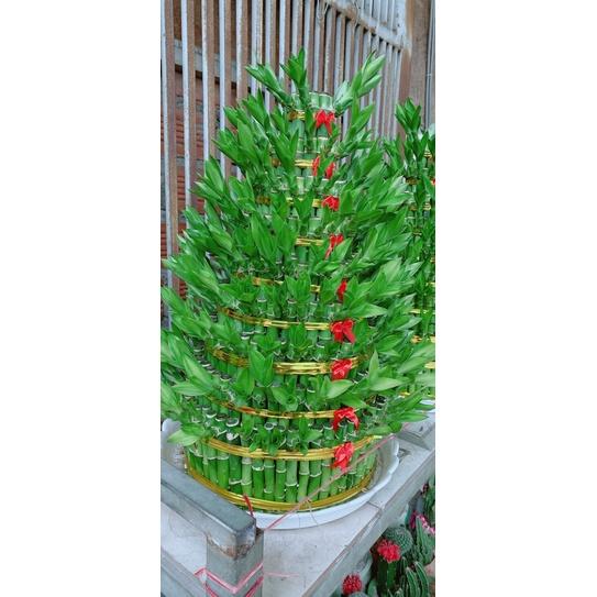 Trúc Phát Tài 9 Tầng