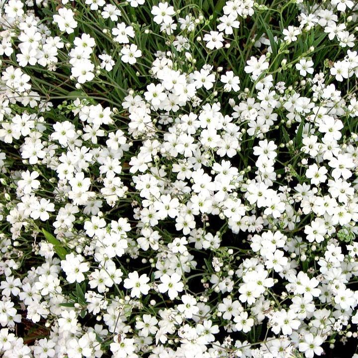 Hạt Giống Hoa Baby Hoa Trắng KNS3636 - Gói 50 hạt