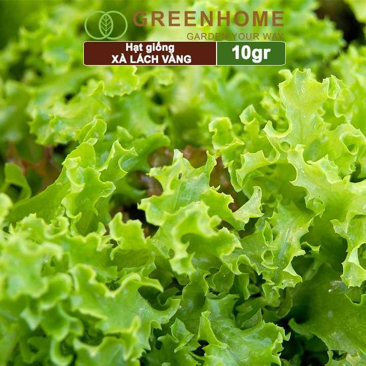 Hạt giống rau Xà lách vàng, gói 10g, dễ trồng, thu hoạch nhanh R13