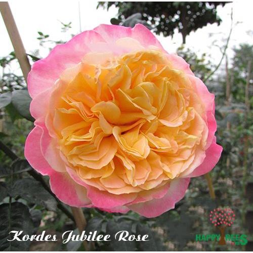 Hoa Hồng leo kordes jubilee tông màu cam lạ - bầu cây giống phát triển ổn định