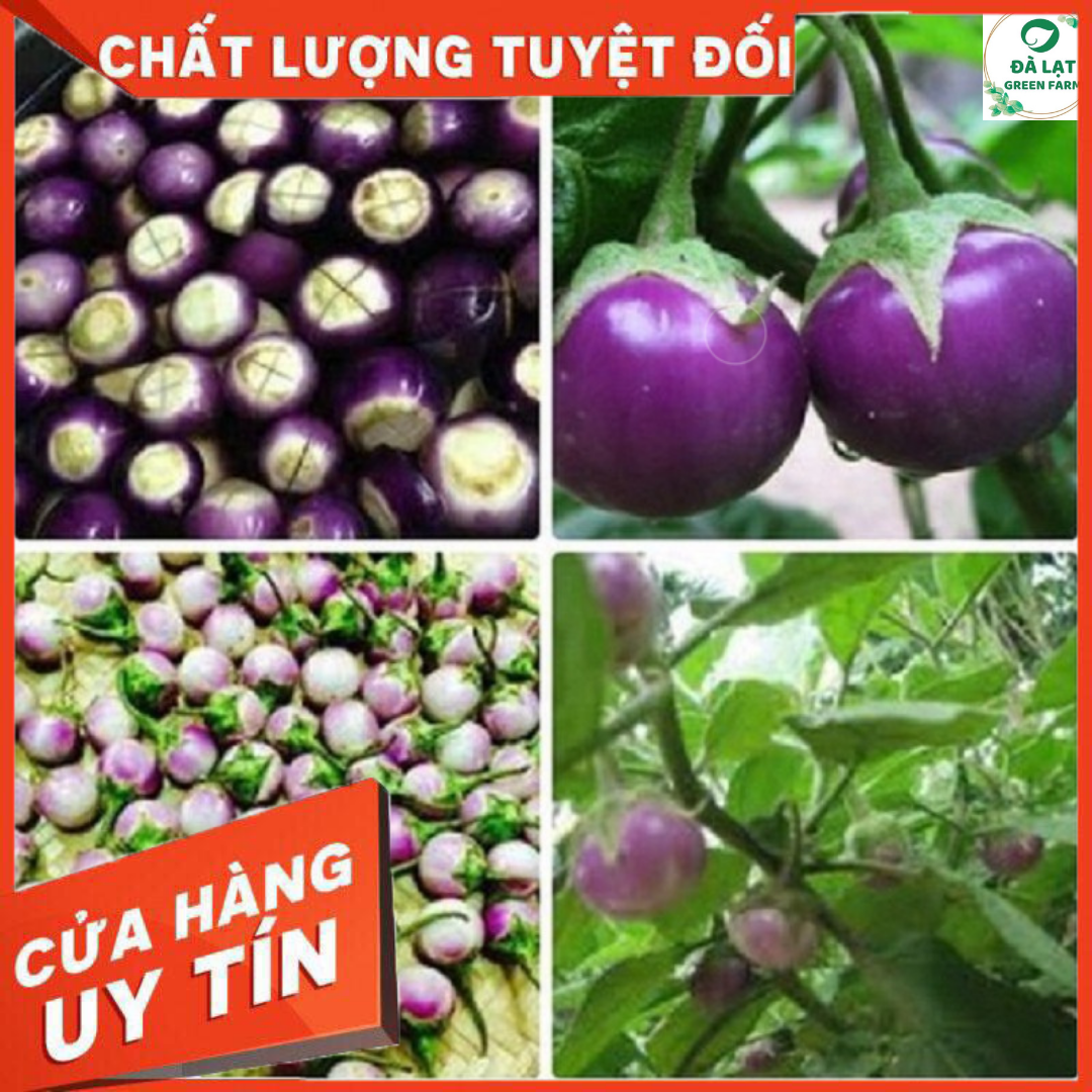 1GR - HẠT GIỐNG CÀ PHÁO TÍM