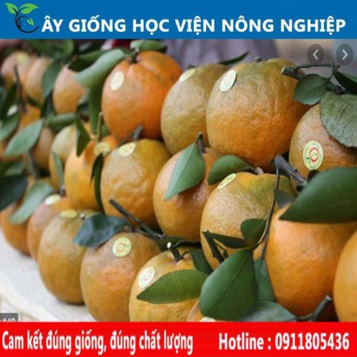 Sản phẩm Cây Ăn Trái giống cam sành Hà Giang