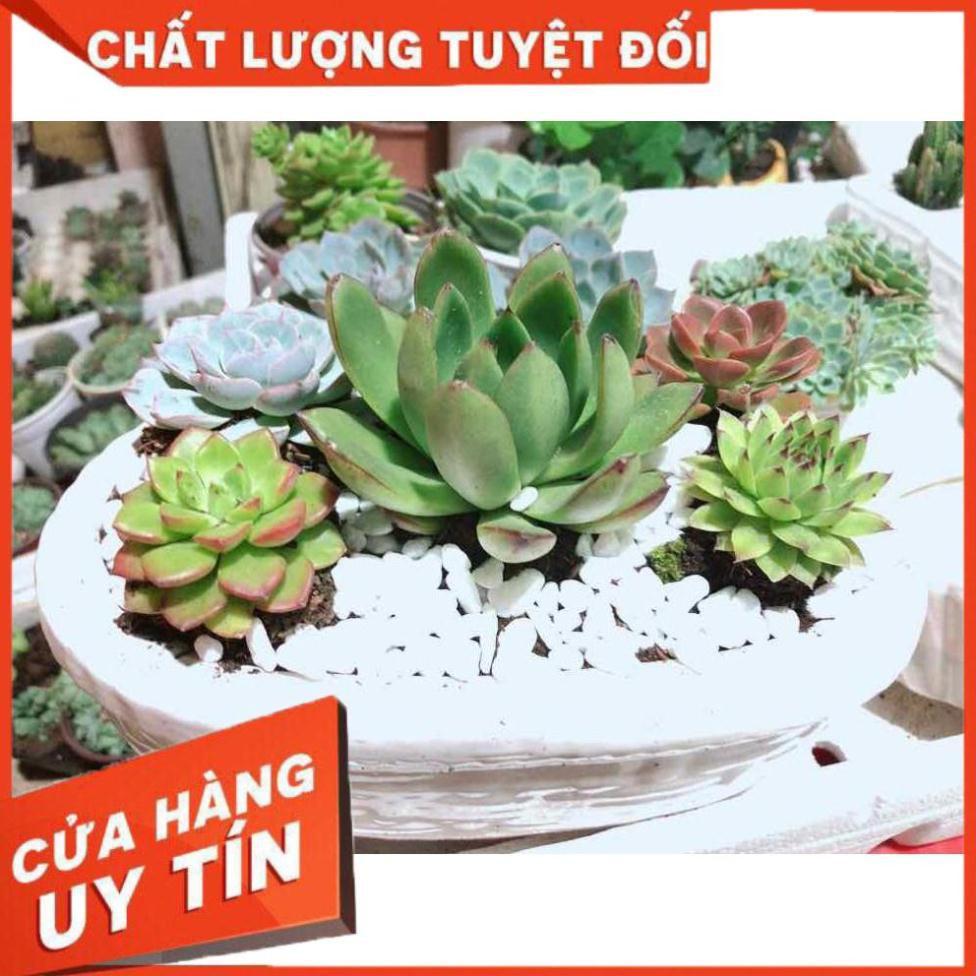 Chậu sen đá mix sẵn Nhiều Người Mua