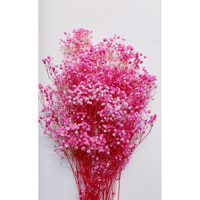 Hoa Baby Bloom hồng baby Gypsophila hoa khô trang trí phòng