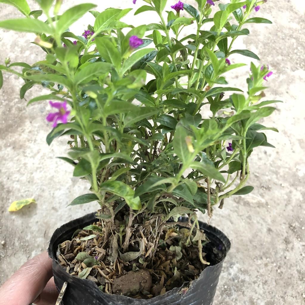 Cây cẩm tú mai cao 13-15cm, cây sống khỏe hoa nở đẹp dễ chăm sóc, thích hợp trang trí hàng rào lối đi