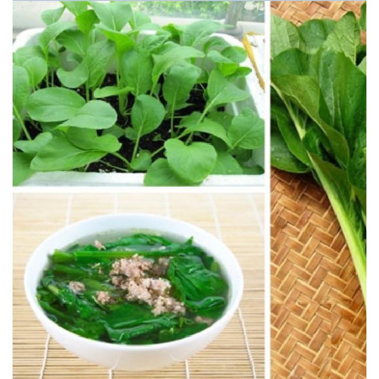Combo 3 gói hạt giống rau cải ngọt cọng xanh