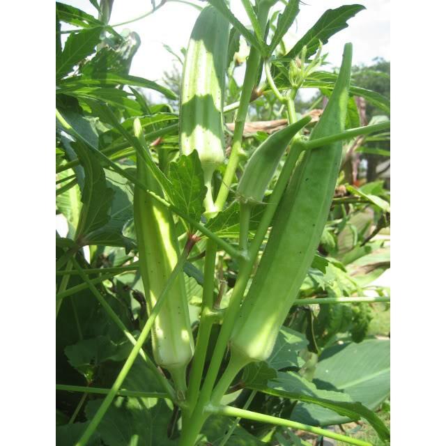 Hạt Giống Đậu Bắp Cao Sản - 10 hạt