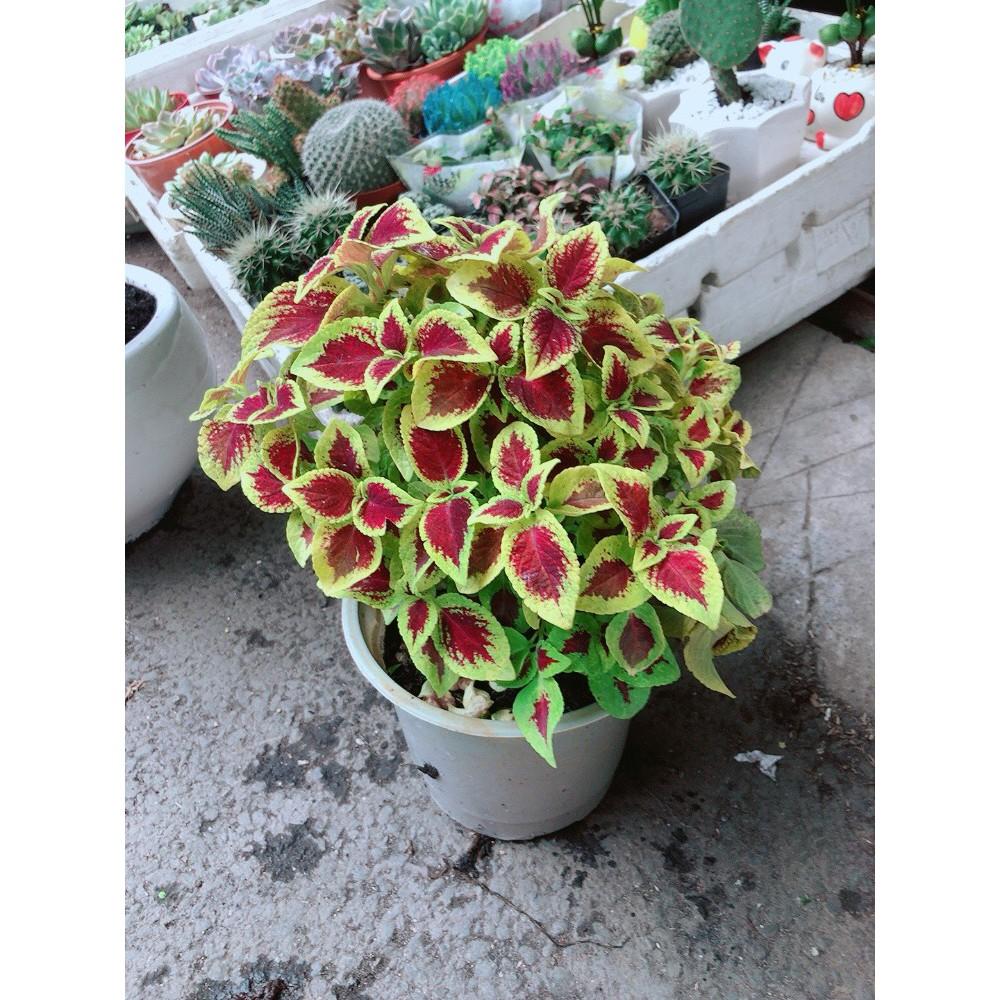Cây Lá Gấm Đỏ Viền Vàng