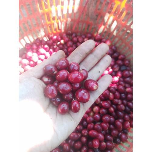 1kg Cà phê nhân xanh Arabica Cầu Đất (Nhặt tay, 100% trái chín)