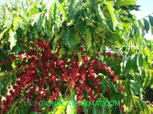 200 GRAM HẠT GIỐNG CÀ PHÊ vối cao sản TR9 .