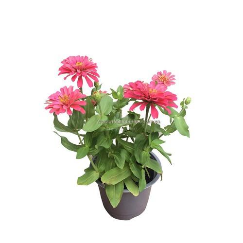 CHẬU Hoa cúc Zinnia SIÊU ĐẸP - NCCZNLN