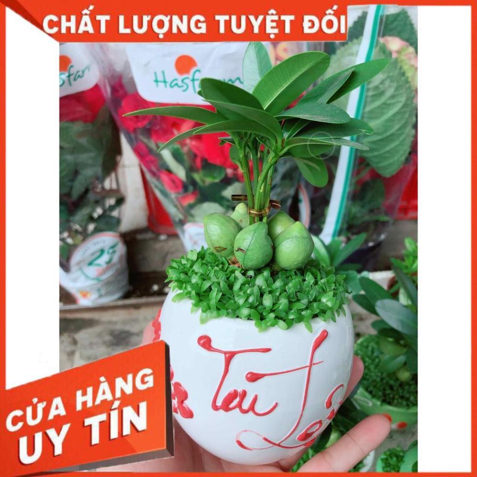 Chậu cây may mắn Nhiều Người Mua