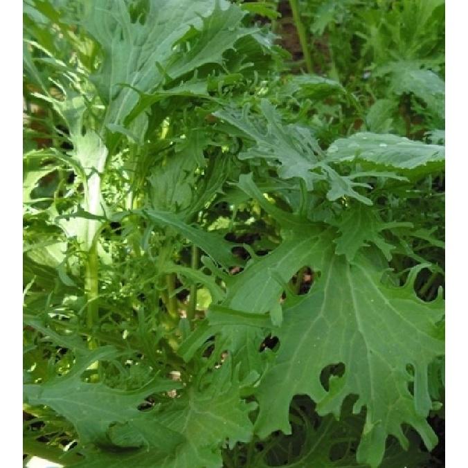 Hạt giống rau cải mèo Hà Giang - gói 1kg