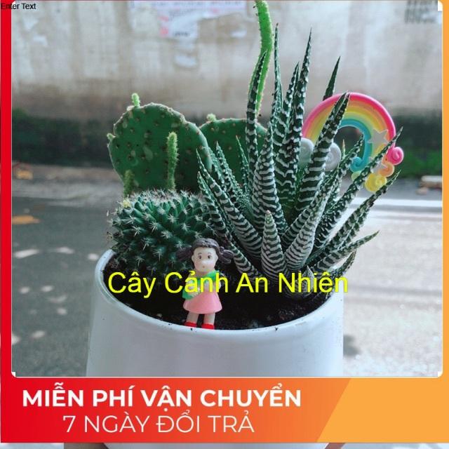 Chậu Xương Rồng Tiểu Cảnh