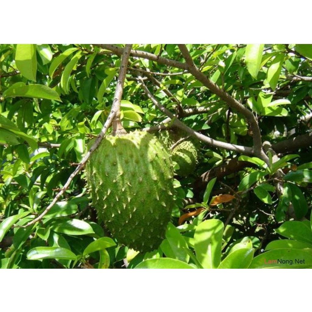 Cây giống Mãng cầu xiêm Thái TRỒNG CHẬU ()