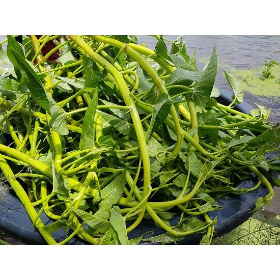 Hạt Giống Rau Muống Siêu Ngọn